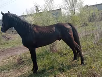 Hengst, Altai horse — Foto 4