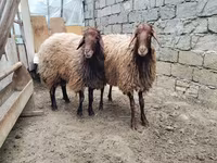 كبش, الأغنام — الصورة 1