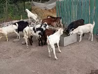 Теке, Pomellata goat — 4-сурет