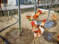 لوهمان براون — الصورة 8