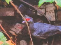 Ducks — फ़ोटो 1