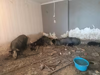 Sow, Pigs — photo 6
