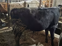 Bulle, Aberdeen-Angus — Foto 3
