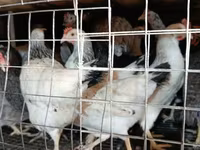 Chickens — foto 5