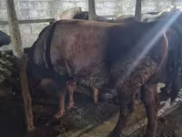 公牛, Cattle — 照片 5