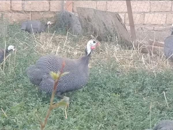 بيرل غري