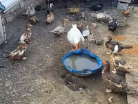 pato criollo doméstico — foto 2