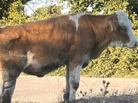 بقرة, Simmental cattle — الصورة 5