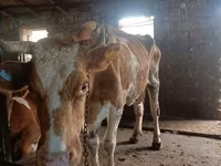 गाय, Simmental cattle — फ़ोटो 6
