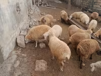 Ram, Sheep — photo 2