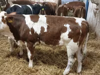 Buğa, Simmental cattle — foto 2