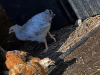 Chickens — 5-rasm