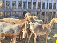 母羊, Arashan sheep — 照片 3