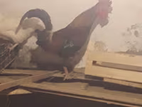 Chickens — foto 1