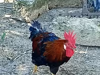 Chickens — Foto 3