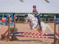 Stute, American paint horse — Foto 4