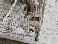 Məhsul: Nimfa (Cockatiel) papağanı və qəfəs dəsti Təsvir: - Rəng — 1-rasm