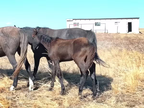 Кобила, Kazakh horse