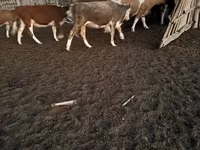 Kuh, Swiss cattle — Foto 3