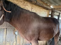 Yegua, Caballos — foto 1