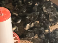 Australorp — Foto 4