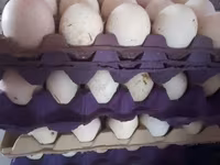 ब्रॉन्ज़ — फ़ोटो 3