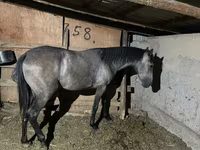 Кобила, Thoroughbred horse — фото 2