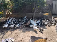 Ducks — photo 4