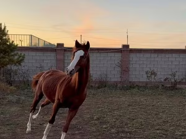 Кінь, Arabian horse