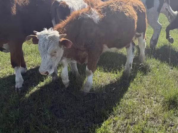 Bulle, Kasachische Weißkopfkuh