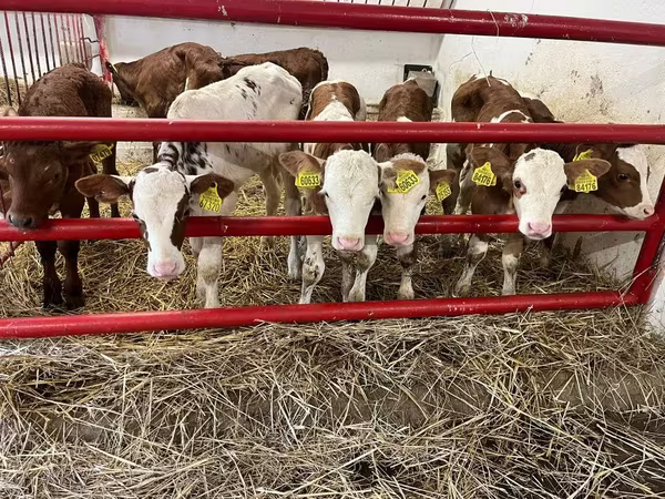 Rinder (Partie, Geschlecht nicht angegeben), Simmental cattle