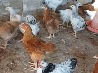 Chickens — photo 3