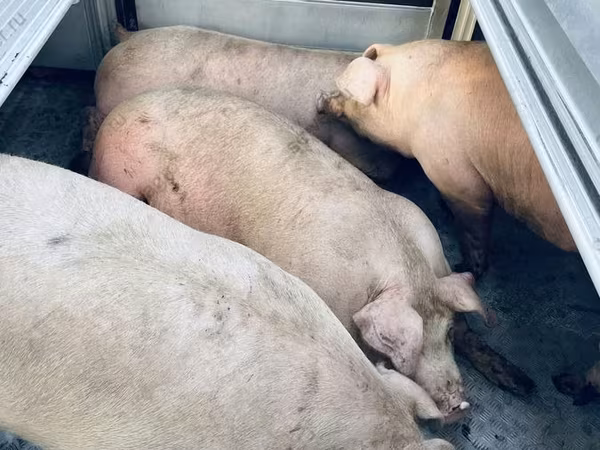 Schweine (Partie, Geschlecht nicht angegeben), Schweine