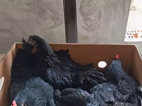 Australorp — Foto 2