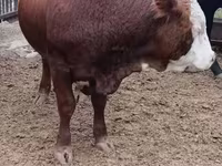 Toro, Vaca kazaja de cabeza blanca — foto 2