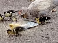 Ducks — الصورة 4