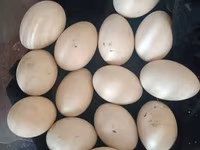 Ducks — Foto 1