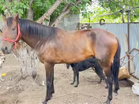 Hengst, Thoroughbred horse — Foto 1