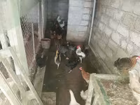 Chickens — 3-сурет