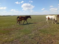 Кобила, Kinsky horse — фото 1