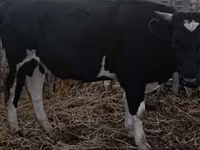 公牛, Cattle — 照片 2