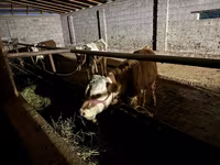 Bulle, Latvian Blue cattle — Foto 4