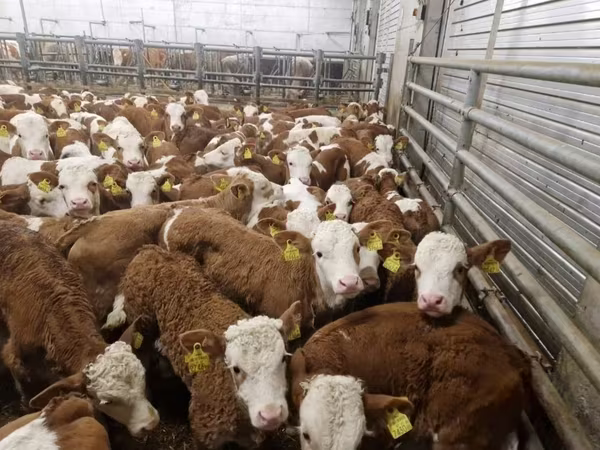 Bulle, Simmental cattle