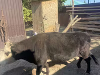 母牛, Latvian Blue cattle — 照片 4