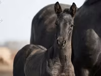 公马, Trakehner — 照片 3