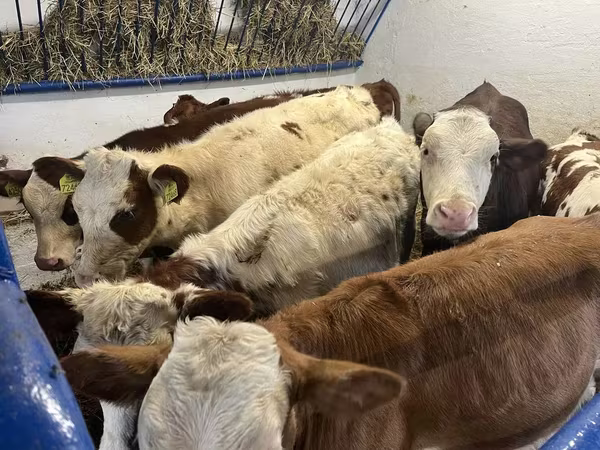 Kuh, Simmental cattle