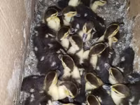 Domestic Muscovy — 3-rasm