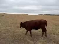 Vaca, Ganado vacuno — foto 3