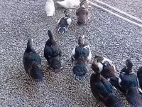 Domestic Muscovy — 3-rasm