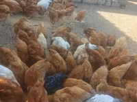 Chickens — Foto 2